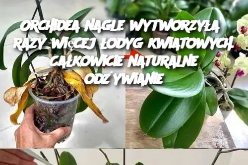 Orchidea nagle wytworzyła 5 razy więcej łodyg kwiatowych. Całkowicie naturalne odżywianie