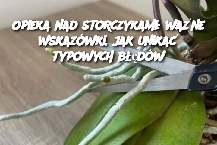 Ważne Wskazówki, Jak Unikać Typowych Błędów