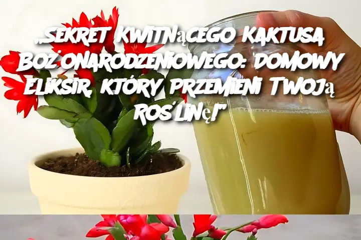 Sekret Kwitnącego Kaktusa Bożonarodzeniowego: Domowy Eliksir, który Przemieni Twoją Roślinę!