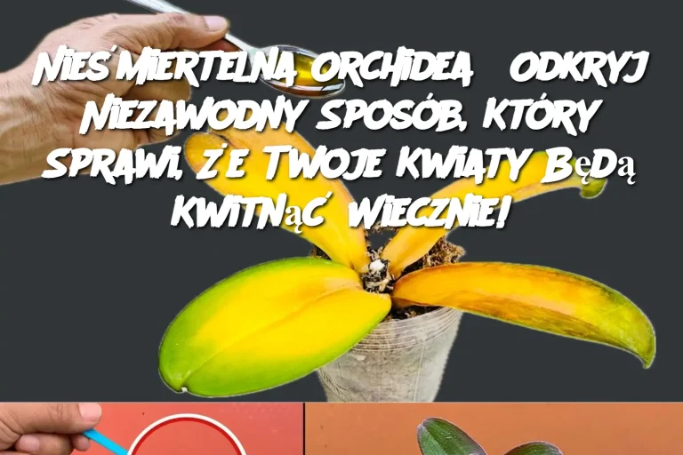 Nieśmiertelna Orchidea? Odkryj Niezawodny Sposób, Który Sprawi, Że Twoje Kwiaty Będą Kwitnąć Wiecznie!