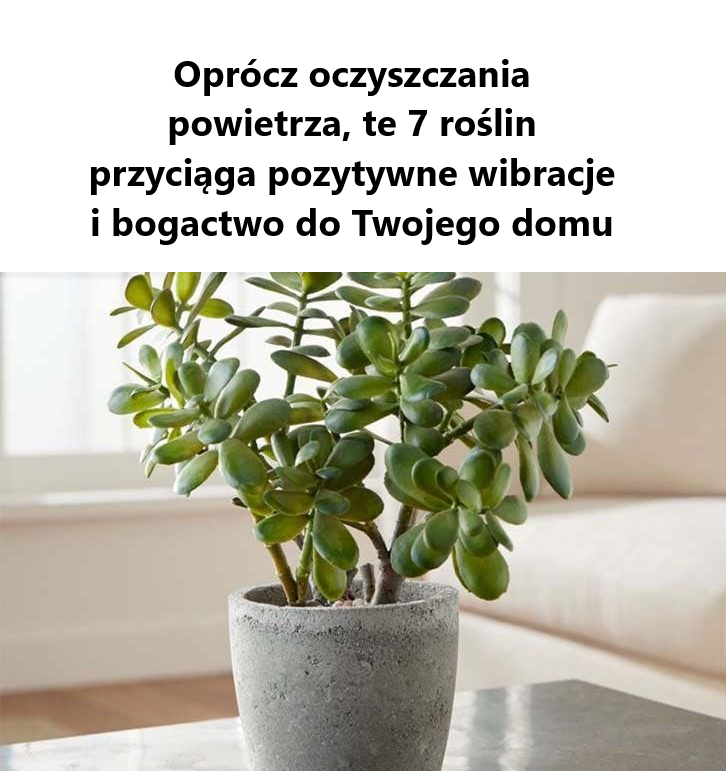 Oprócz oczyszczania powietrza, te 7 roślin przyciąga pozytywne wibracje i bogactwo do Twojego domu