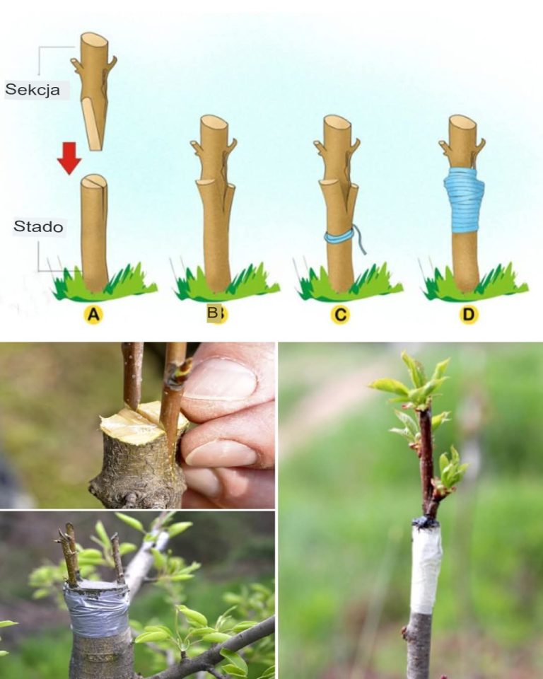 Szczepienie drzew owocowych – metody cięcia i zabezpieczanie 🌱✂️