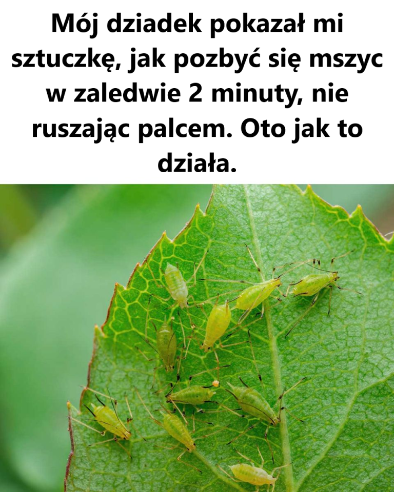 Mój dziadek był taki mądry!