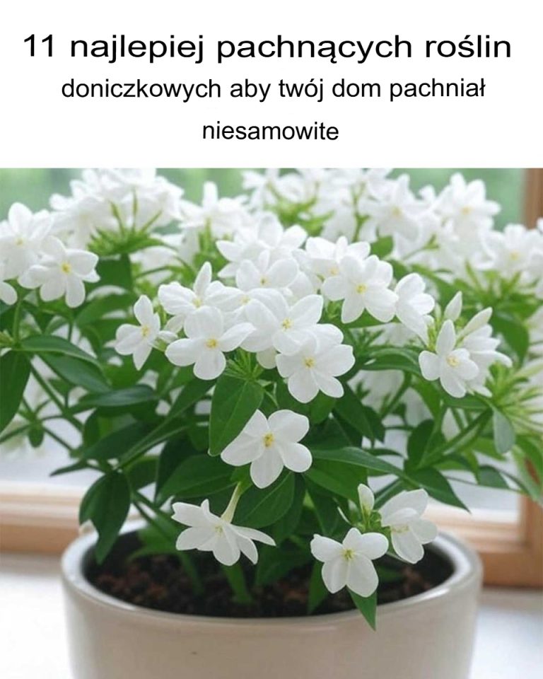 11 najlepiej pachnących roślin doniczkowych, które sprawią, że Twój dom będzie pachniał cudownie