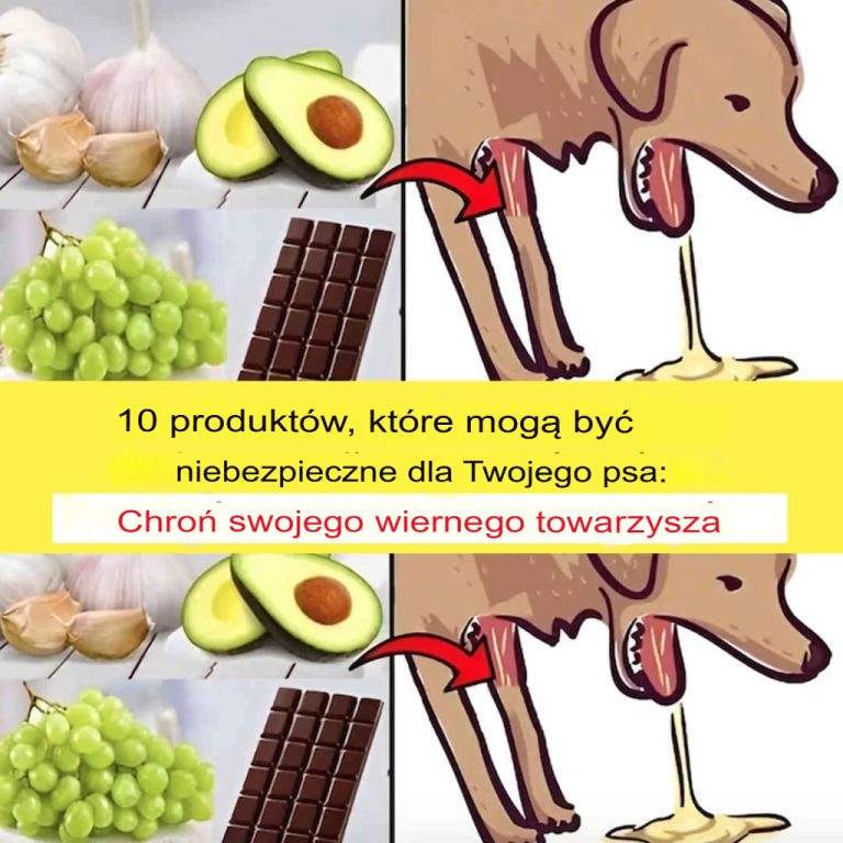 Dowiedz się, jakich produktów spożywczych należy unikać, aby chronić swojego psa – podstawowe wskazówki dla jego zdrowia!