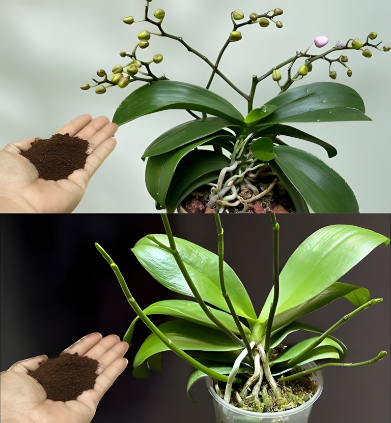 Daj trochę swojej orchidei, a w ciągu kilku godzin wytworzy powódź kwiatów.