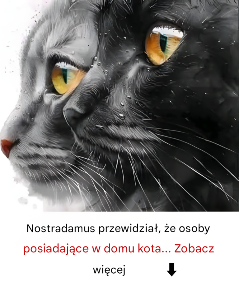 Przepowiednie Nostradamusa dotyczące kotów w domu