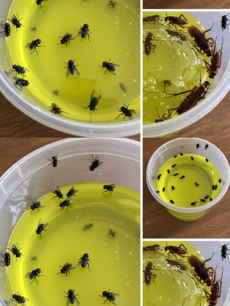 Wenden Sie diesen einfachen Tipp zu Hause an: Nach einer Stunde gibt es keine Fliegen oder Kakerlaken mehr