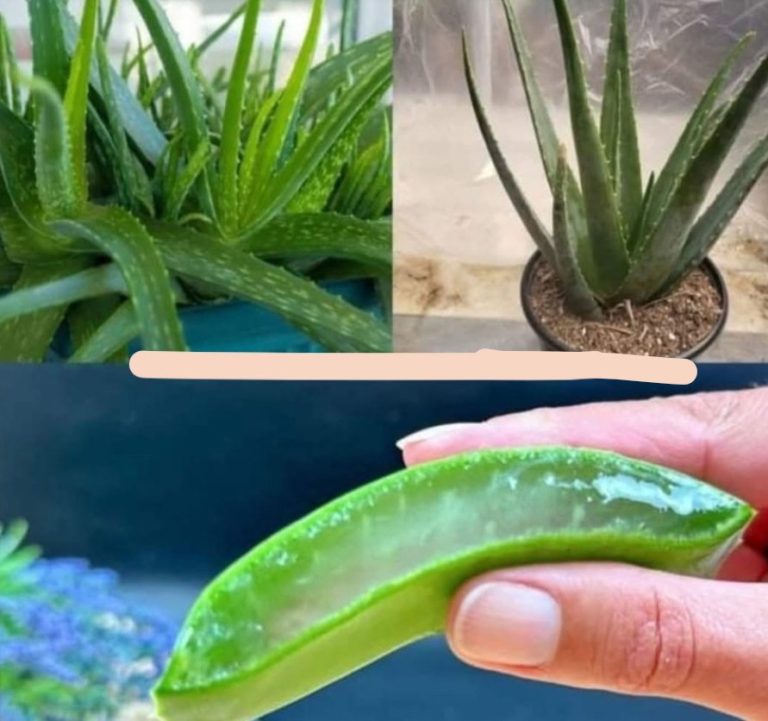 Włosy rosną jak świeże bułeczki i nie wypadają! Oto najlepsze lekarstwo! Aloes na włosy!