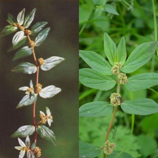 Euphorbia Hirta: Tradycyjna roślina o niezwykłych właściwościach zdrowotnych
