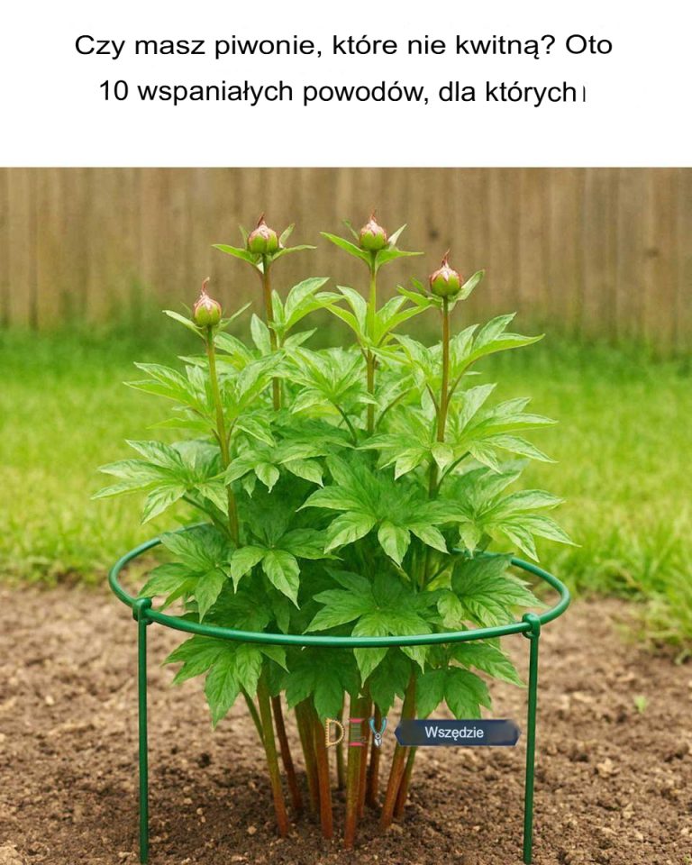 Masz piwonie, które nie kwitną? Oto 10 genialnych powodów.