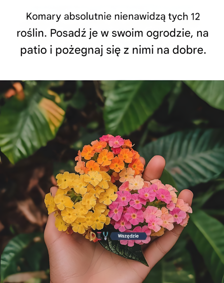 Komary absolutnie nienawidzą tych 12 roślin. Posadź je w swoim ogrodzie, na patio i pożegnaj się z nimi na dobre.