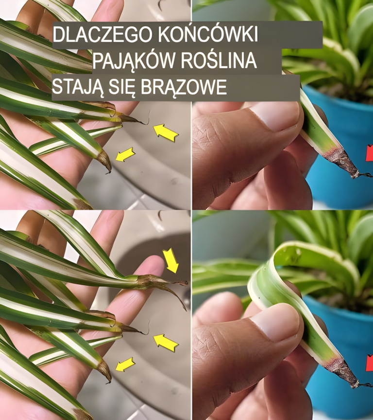 Dlaczego końcówki zielistek brązowieją?