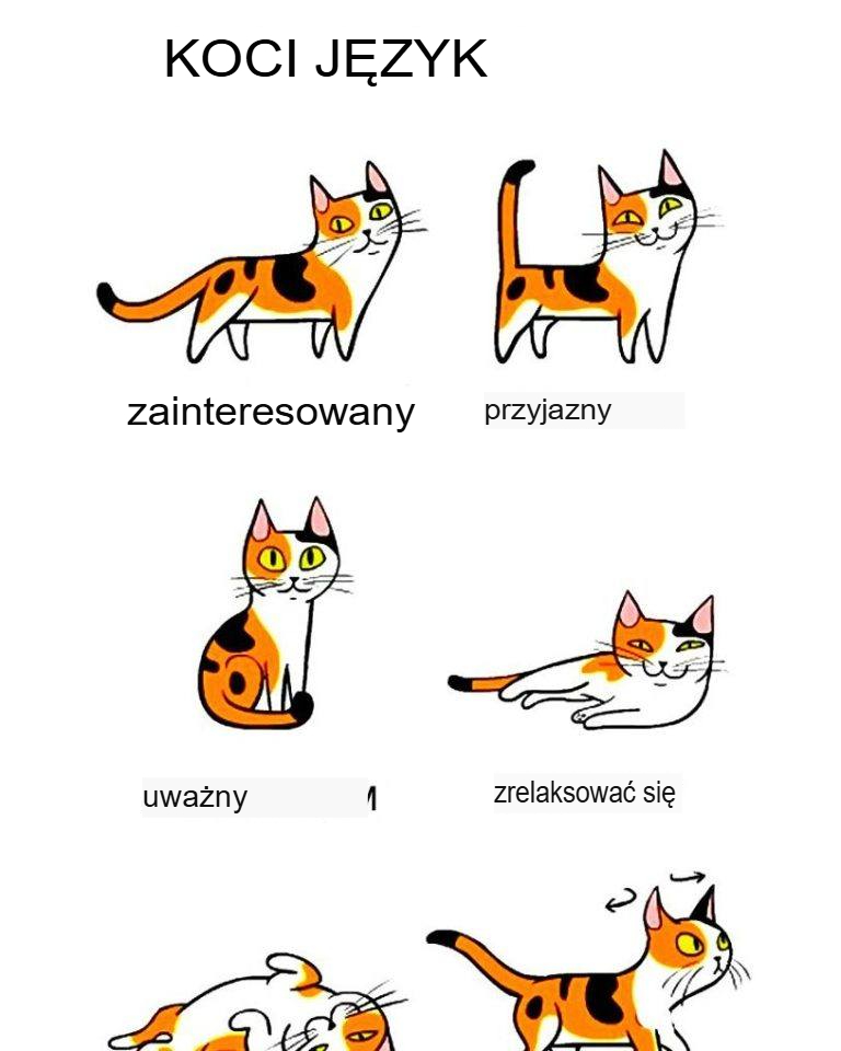 Jak lepiej zrozumieć swojego kota