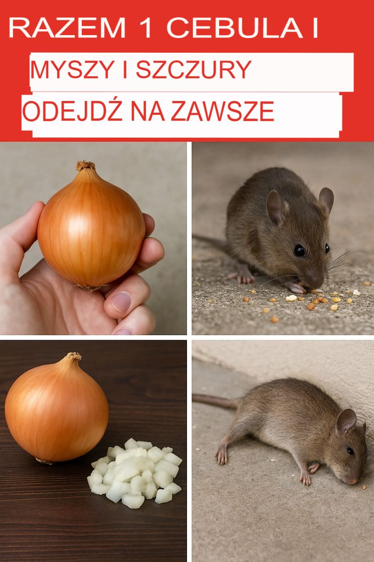 Wystarczy jedna cebula – a myszy i szczury znikną na zawsze!