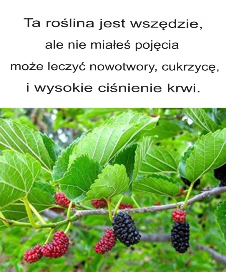 Ta roślina jest wszędzie, ale nie miałeś pojęcia, że może leczyć nowotwory, cukrzycę i nadciśnienie