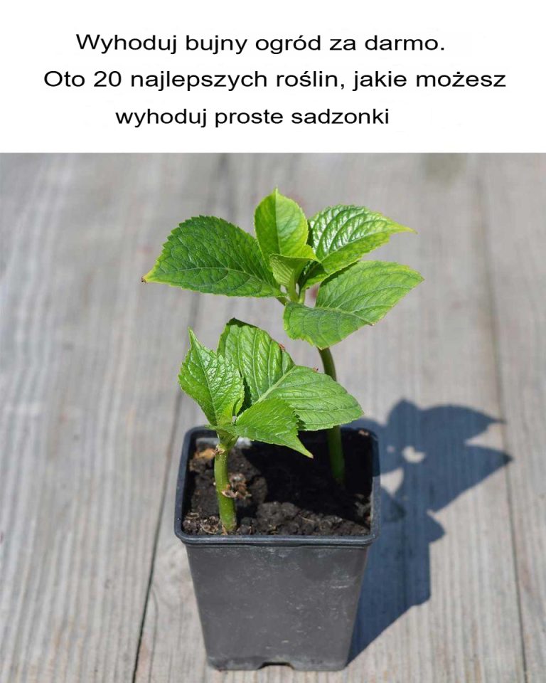 Nikt mi o tym nie powiedział
