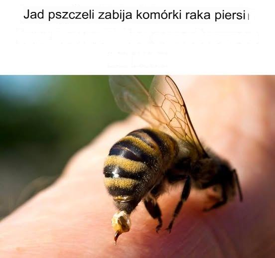 Jad pszczeli zabija komórki raka piersi