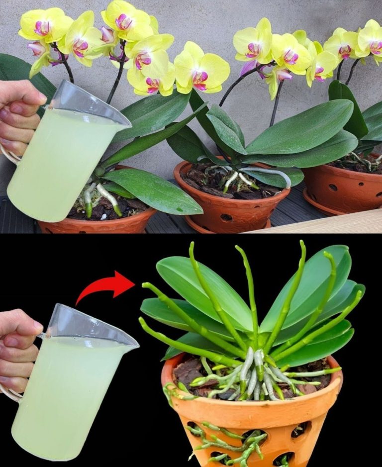 Orchidea nagle wytworzyła 5 razy więcej łodyg kwiatowych. Całkowicie naturalny nawóz.