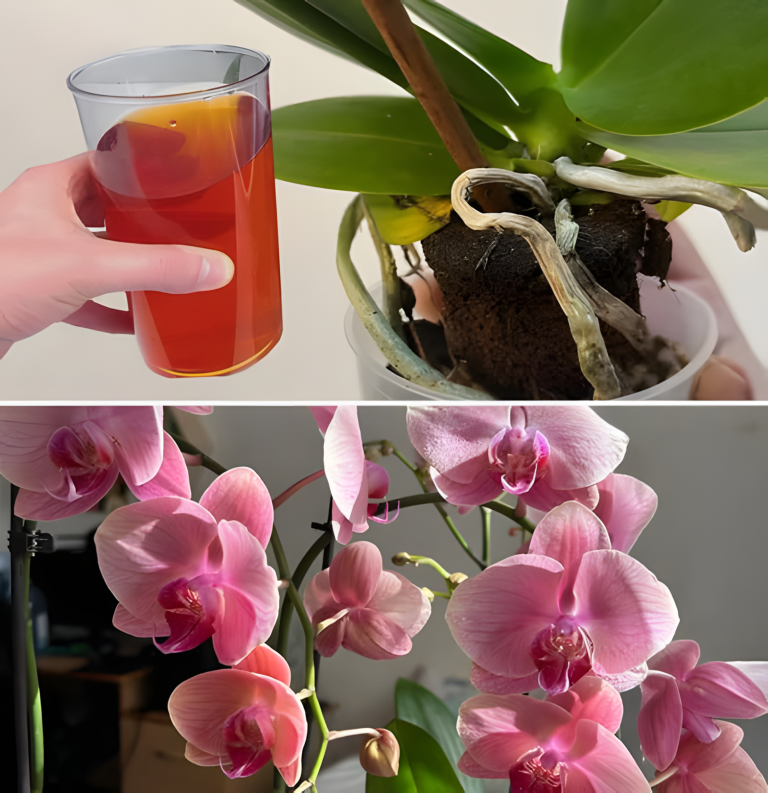 Jak ożywić umierającą orchideę i sprawić, by znów zakwitła