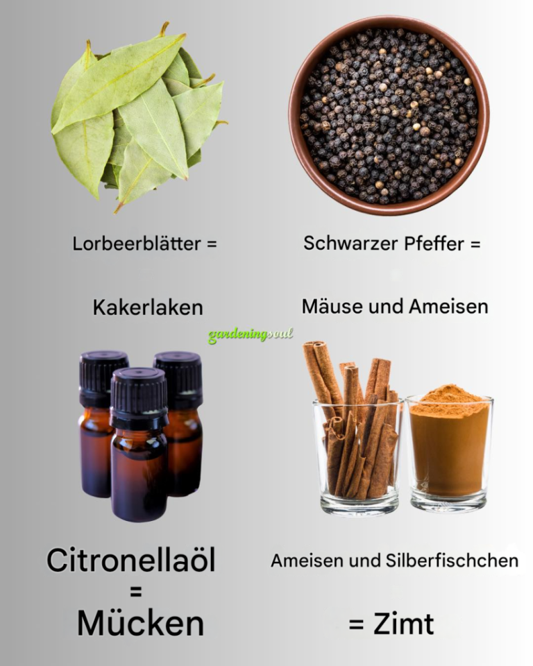 10 natürliche Schädlingsbekämpfungsmittel, die Sie wahrscheinlich bereits zu Hause haben