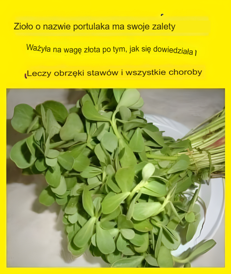 Zioło o nazwie portulaka, którego korzyści są warte złota, jeśli się je zna. Leczy bóle stawów i wszystkie choroby.
