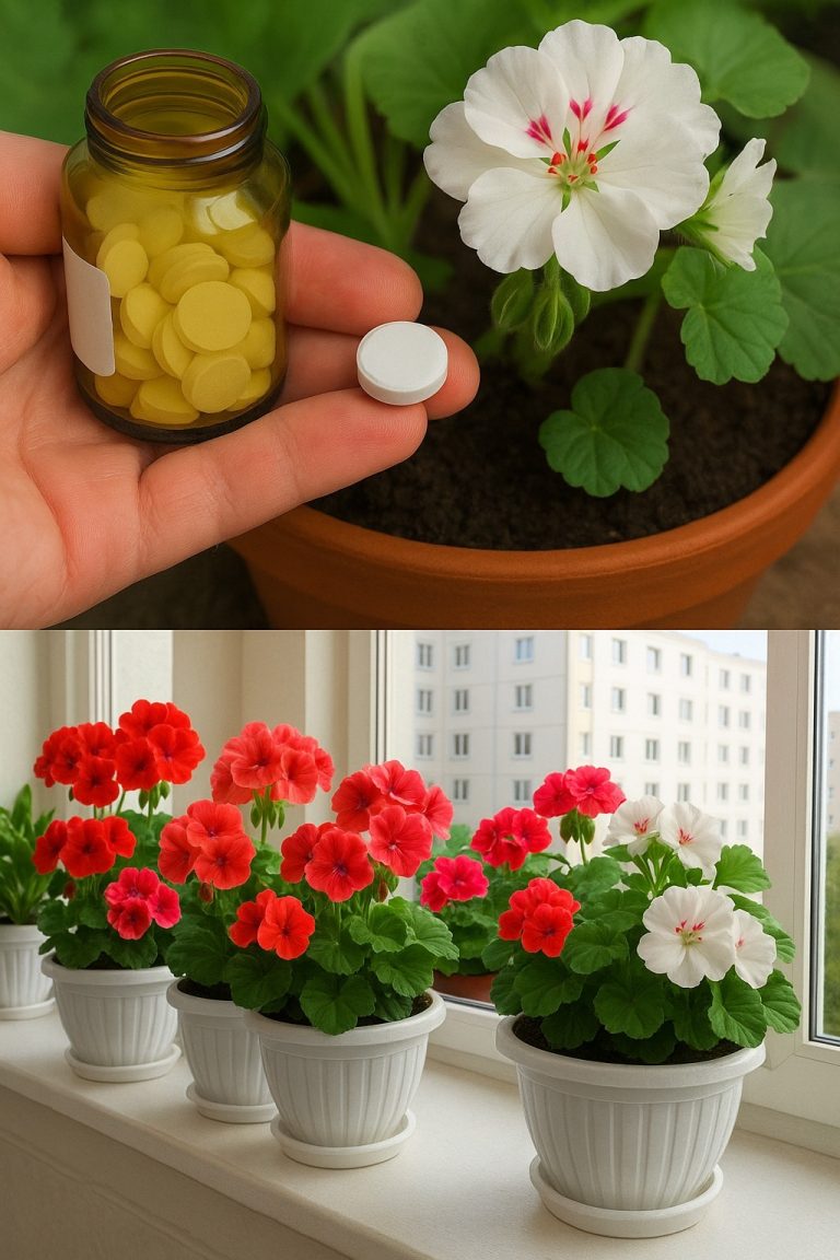 DODAJ DO GERANIUM, a nawet najbardziej zwiędły kwiat odżyje, zazieleni się i nabierze sił!