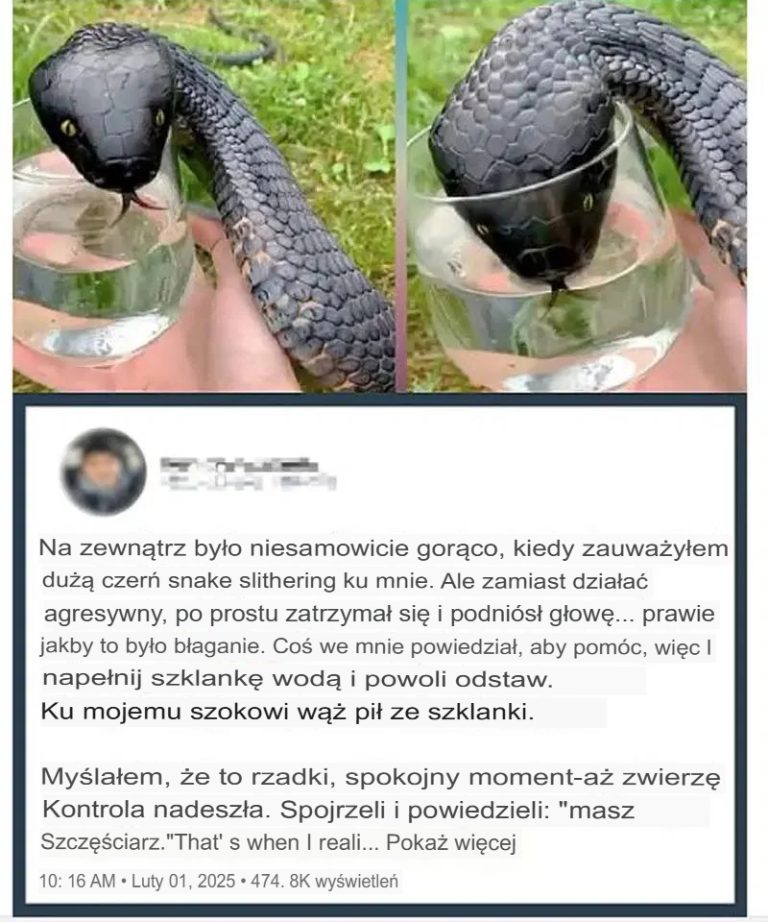 Dziki wąż „błagał” mnie o wodę. Kiedy kontrola zwierząt zdała sobie sprawę, dlaczego, powiedziała: „Miałeś szczęście!”