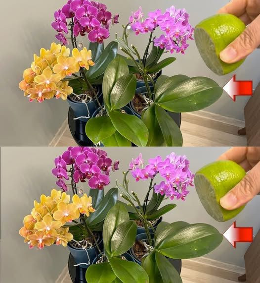„Po co podlewać orchideę wodą z cytryną? Na efekty nie trzeba będzie długo czekać.”