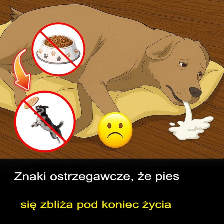 11 bolesnych, ale ważnych sygnałów, że Twój pies zbliża się ku końcowi – i jak pocieszyć go do ostatniej chwili