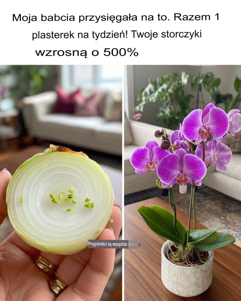 Moja babcia to uwielbia! Wystarczy jeden cienki plasterek tygodniowo! Twoje storczyki rosną o 500%.