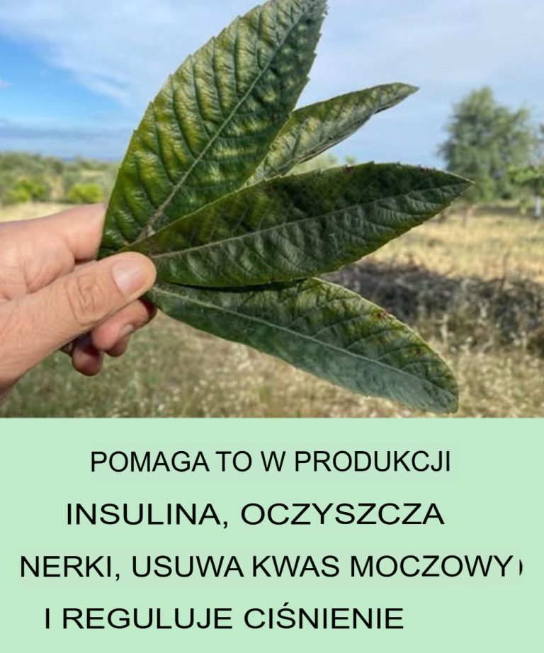 Odkryj nieoczekiwane zalety tego liścia: detoksykacja nerek, regulacja kwasu moczowego i równoważenie ciśnienia krwi