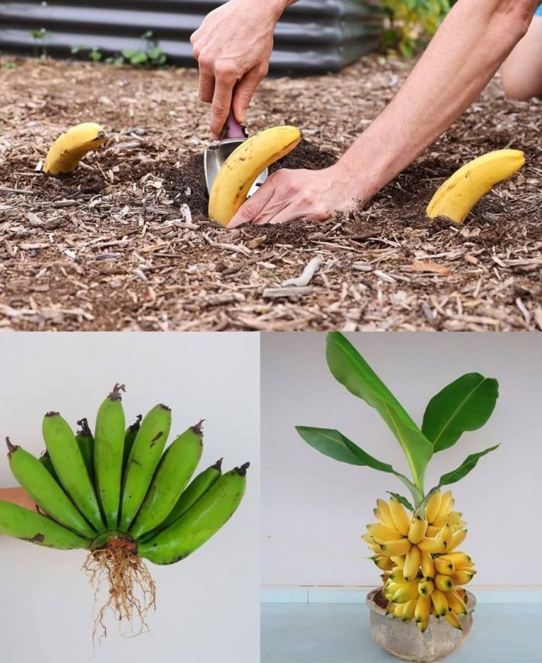Zakopywanie banana w ziemi: Niesamowite, co dzieje się po 7 dniach