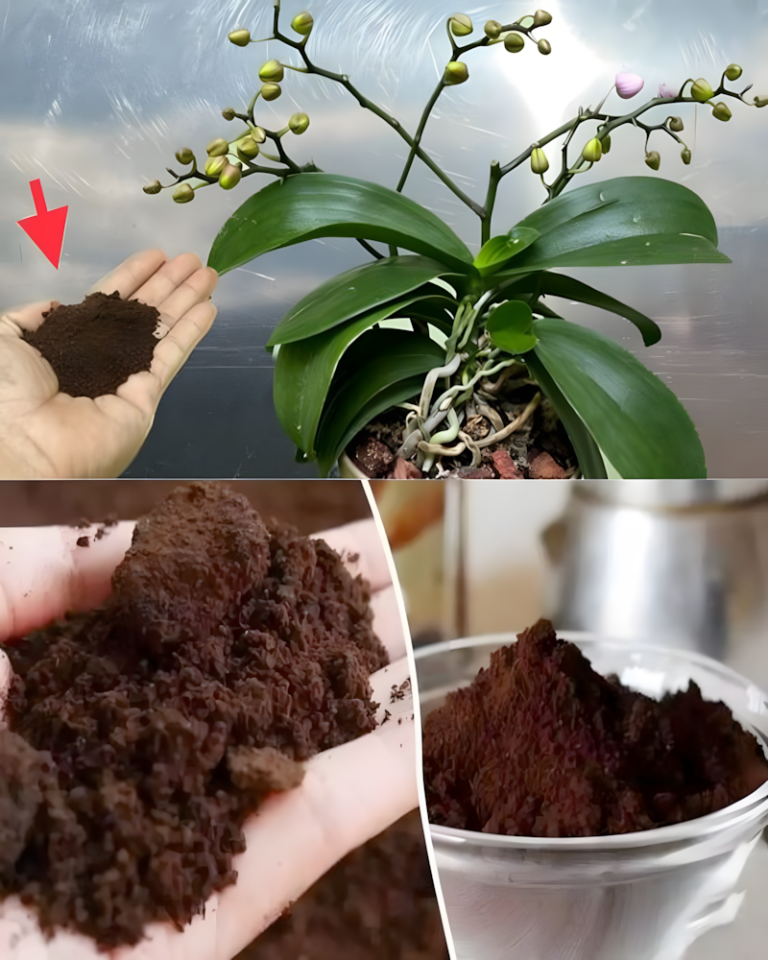 10 sposobów na wykorzystanie fusów z kawy, które mogą być bardzo pomocne