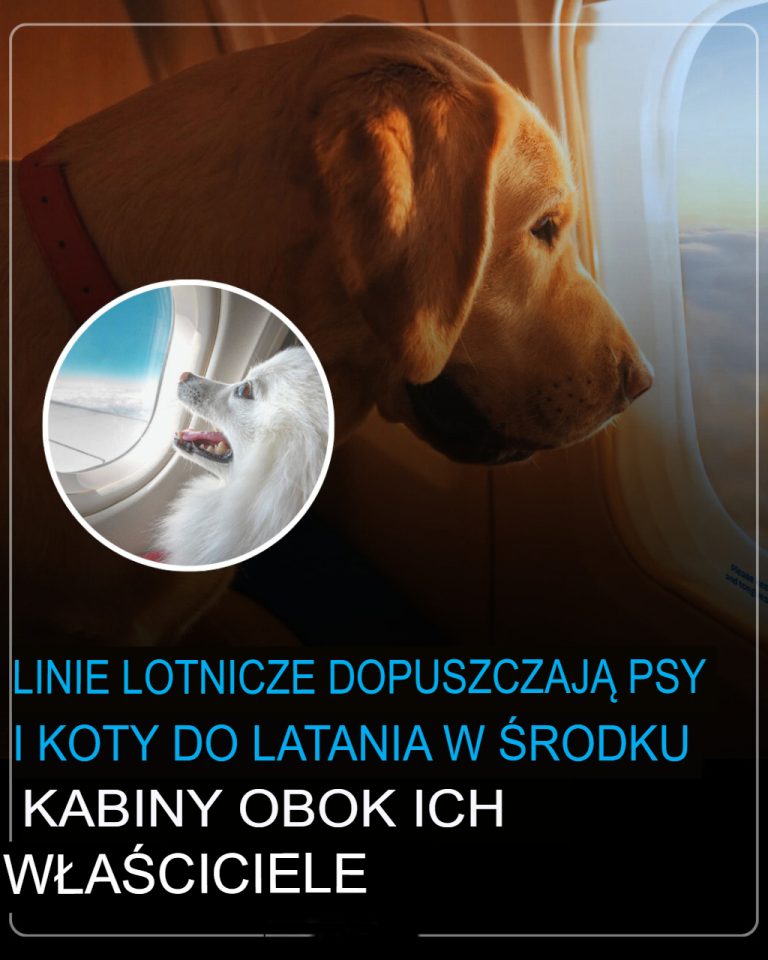 Linie lotnicze, które pozwolą na przewożenie psów i kotów w kabinie