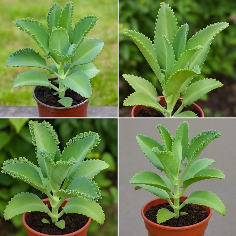 Kalanchoe Pinnata – roślina o wielu zaletach