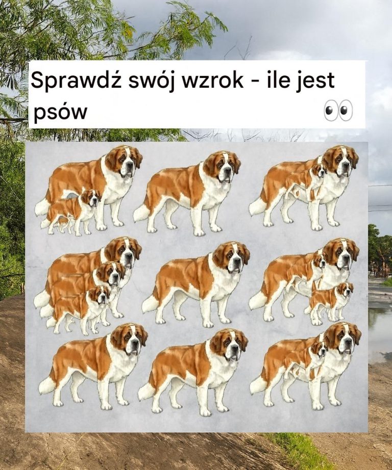 Czy potrafisz rozpoznać wszystkie psy? Sprawdź swoje umiejętności spostrzegawcze!