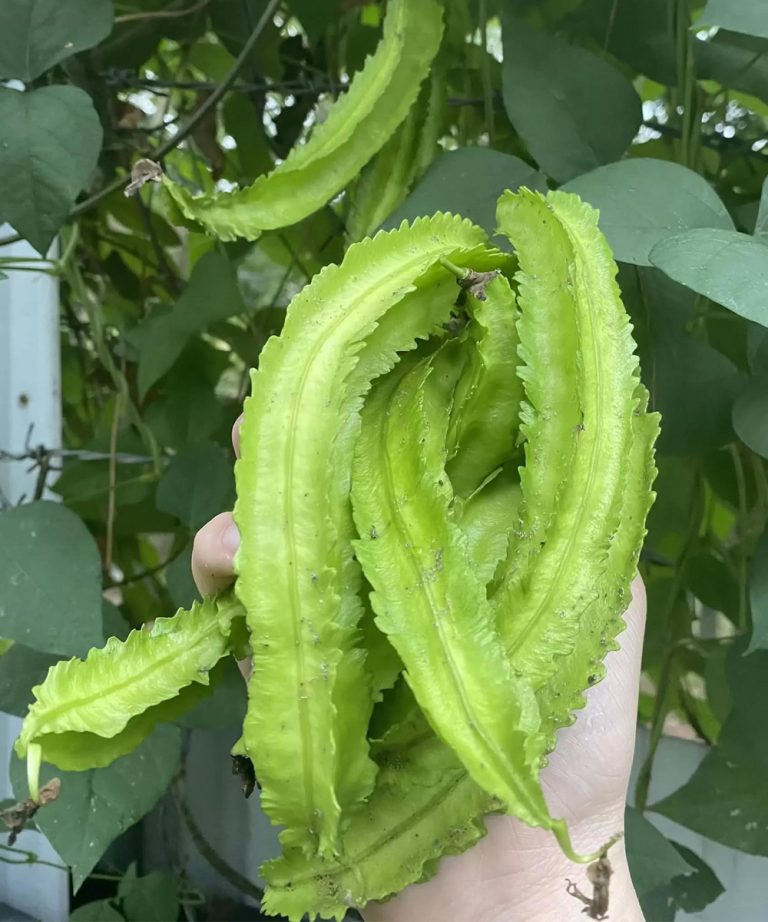 Lekarze ujawniają, że spożywanie fasoli skrzydlatej powoduje…